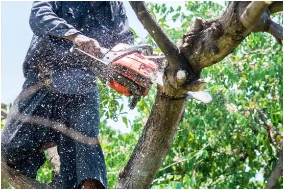 tree services Lake Land'Or